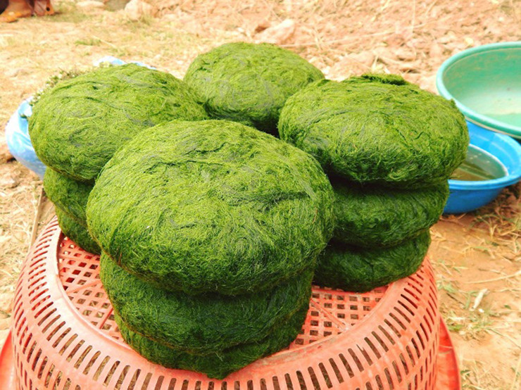 Nhờ vớt rêu đá mà bà con nơi đây có nguồn thu đều đều để cải thiện cuộc sống. Có ngày một người dân ở trên địa bàn xã Mỹ Lý, huyện Kỳ Sơn, Nghệ An có thể thu nhập từ 400 đến 600 ngàn đồng từ việc bán rêu. Tuy nhiên, công việc này cũng phụ thuộc một phần vào điều kiện thời tiết.