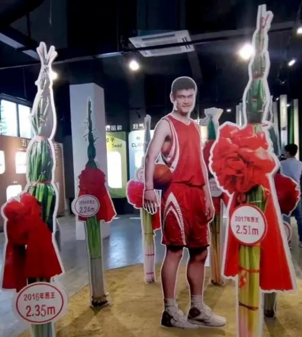 Khoai lang to hon dau nguoi, hanh la cao ca met o Trung Quoc-Hinh-3