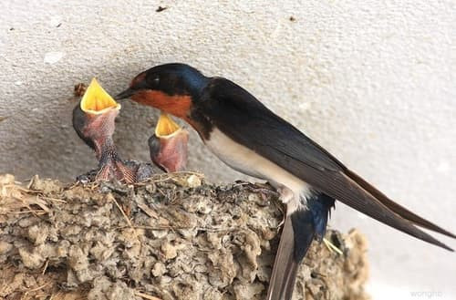 2. Chim én xây tổ. Chim én là biểu tượng của hạnh phúc và giàu có, nếu chim én làm tổ gần nhà, đừng cố xua đuổi chúng.