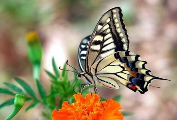 3. Bướm thăm. Bướm là đại diện của sắc đẹp và phẩm giá, chúng có nhiều màu sắc sặc sỡ, tượng trưng cho hạnh phúc và sắc đẹp.