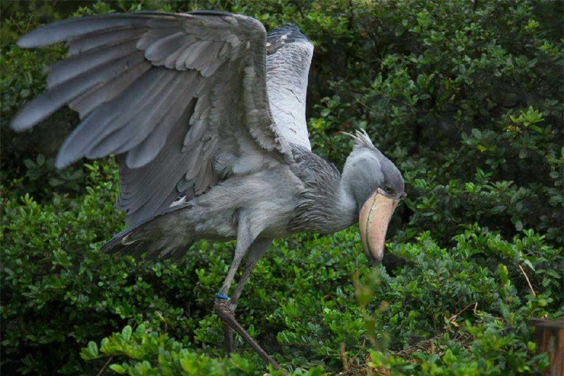 Loài chim hung tợn nhất thế giới: Sở hữu bộ mặt "khó ở" ảnh 5 Loài chim hung tợn nhất thế giới: Sở hữu bộ mặt "khó ở" ảnh 5