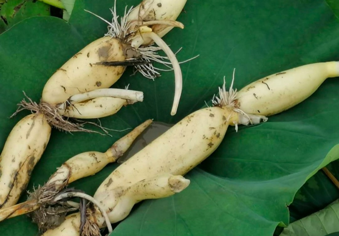 Loại củ "ngoài xấu trong đẹp" siêu bổ dưỡng Loai cu