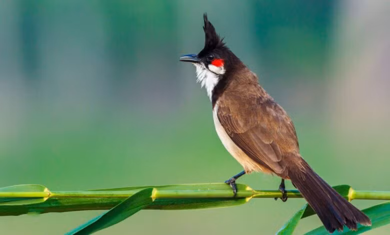 Người sinh tháng Âm lịch này cũng linh hoạt trong xử lý các vấn đề, không bao giờ đối xử thẳng tay, thô bạo với bạn bè, đồng nghiệp, cho dù những người đó có phạm lỗi.