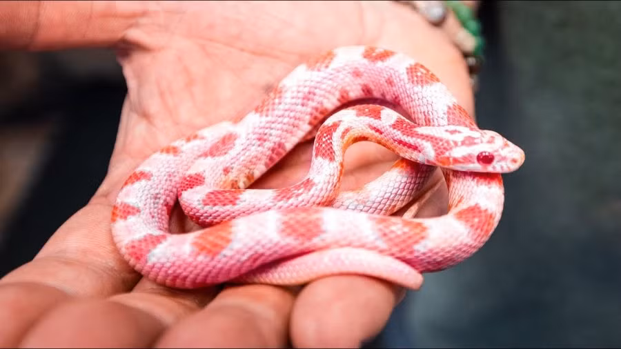 3 con giap tot so nhat thang 11, dau thang gap may, tien du da-Hinh-2