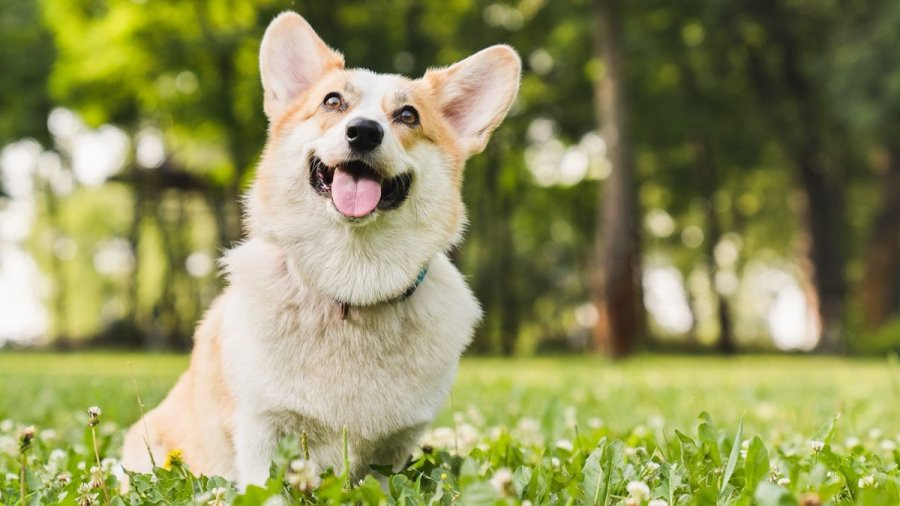 3 con giap tot so nhat thang 11, dau thang gap may, tien du da-Hinh-3