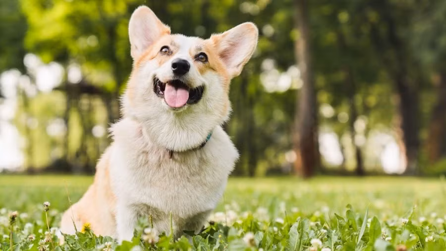 3 con giap tot so nhat thang 11, dau thang gap may, tien du da-Hinh-3