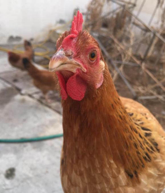 Lam sao de biet mot con ga de trung mau gi?