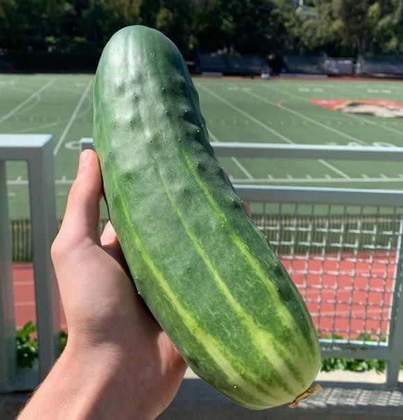 Lam sao de biet mot con ga de trung mau gi?-Hinh-3