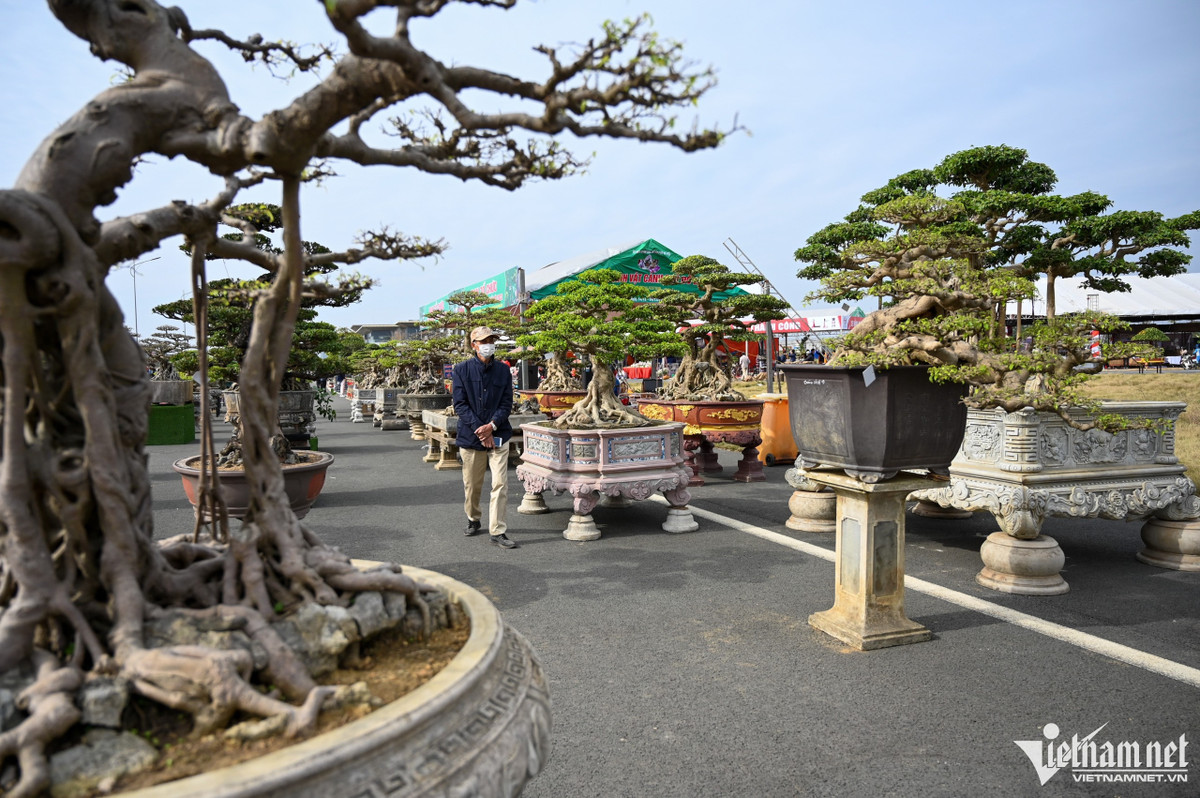 Cây cảnh giá hàng tỷ đồng xuất hiện trước Tết Dương lịch Cay canh gia hang ty dong xuat hien truoc Tet Duong lich