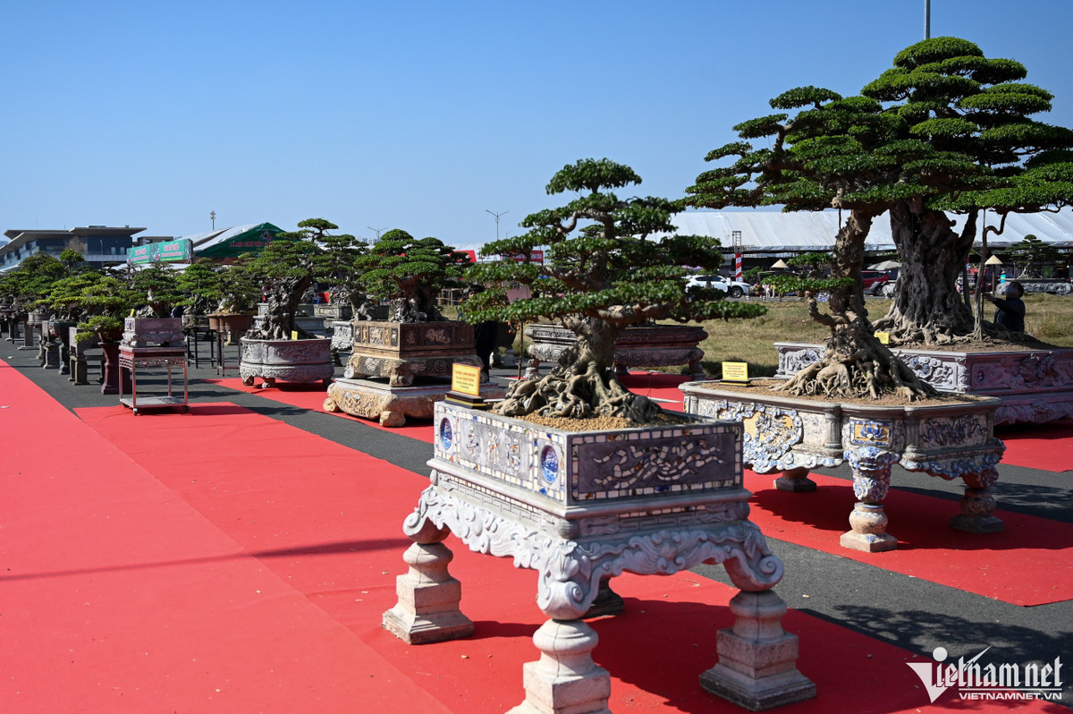 Cây cảnh giá hàng tỷ đồng xuất hiện trước Tết Dương lịch - Hình 2 Cay canh gia hang ty dong xuat hien truoc Tet Duong lich-Hinh-2