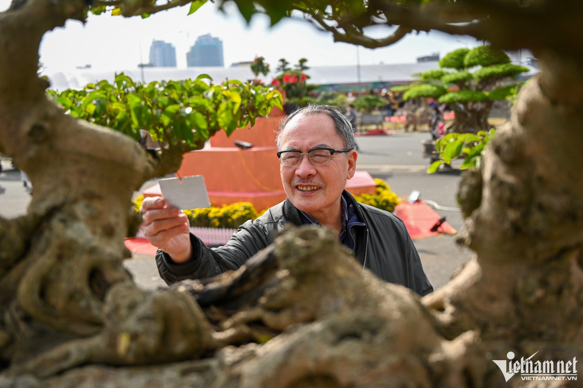 Cây cảnh giá hàng tỷ đồng xuất hiện trước Tết Dương lịch - Hình 8 Cay canh gia hang ty dong xuat hien truoc Tet Duong lich-Hinh-8