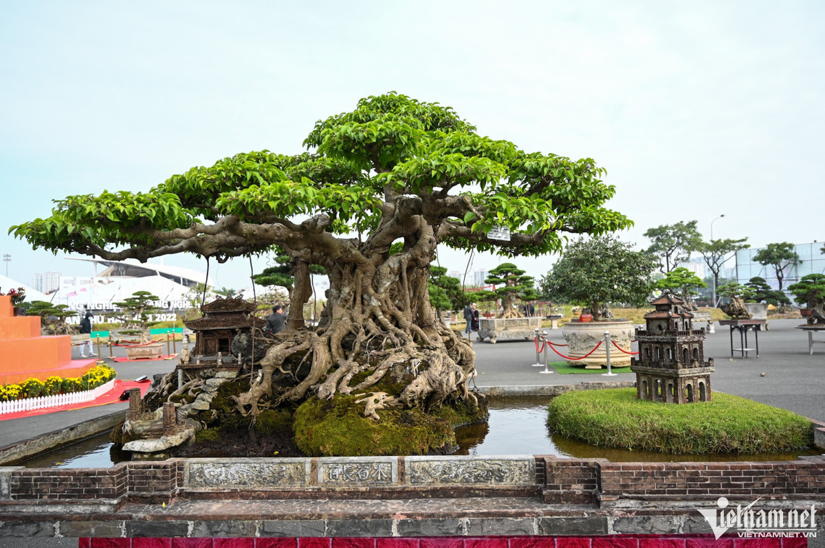 Cây cảnh giá hàng tỷ đồng xuất hiện trước Tết Dương lịch - Hình 5 Cay canh gia hang ty dong xuat hien truoc Tet Duong lich-Hinh-5