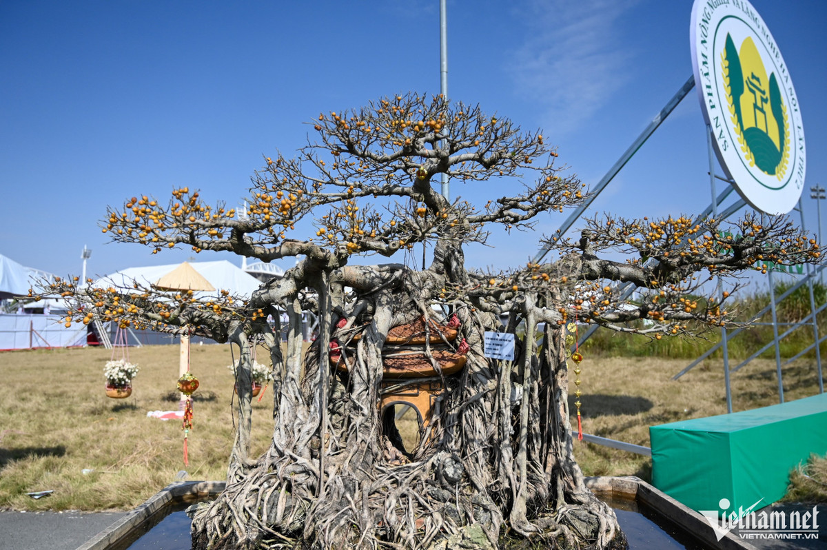 Cây cảnh giá hàng tỷ đồng xuất hiện trước Tết Dương lịch - Hình 7 Cay canh gia hang ty dong xuat hien truoc Tet Duong lich-Hinh-7