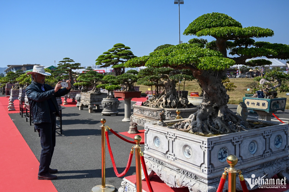 Cây cảnh giá hàng tỷ đồng xuất hiện trước Tết Dương lịch - Hình 12 Cay canh gia hang ty dong xuat hien truoc Tet Duong lich-Hinh-12