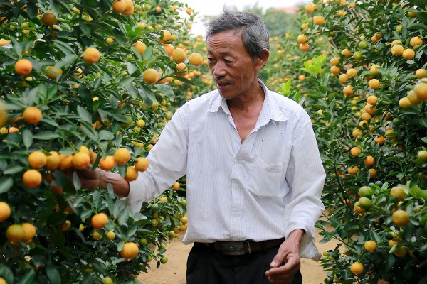 Cây cảnh giá hàng tỷ đồng xuất hiện trước Tết Dương lịch - Hình 17 Cay canh gia hang ty dong xuat hien truoc Tet Duong lich-Hinh-17