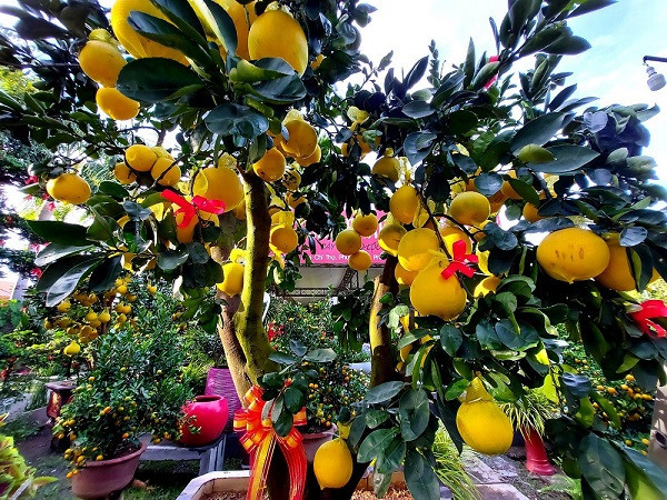 Cây cảnh giá hàng tỷ đồng xuất hiện trước Tết Dương lịch - Hình 15 Cay canh gia hang ty dong xuat hien truoc Tet Duong lich-Hinh-15