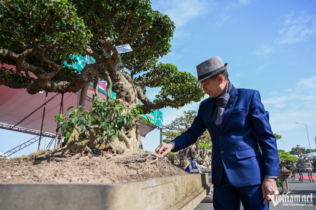 Cây cảnh giá hàng tỷ đồng xuất hiện trước Tết Dương lịch - Hình 6 Cay canh gia hang ty dong xuat hien truoc Tet Duong lich-Hinh-6