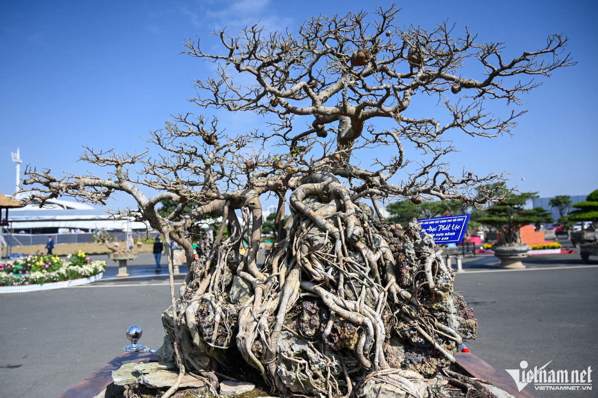 Cây cảnh giá hàng tỷ đồng xuất hiện trước Tết Dương lịch - Hình 11 Cay canh gia hang ty dong xuat hien truoc Tet Duong lich-Hinh-11