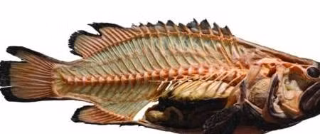 Bo phan giau dinh duong nhat cua ca, ngang yen sao nhung thuong bi vut-Hinh-2