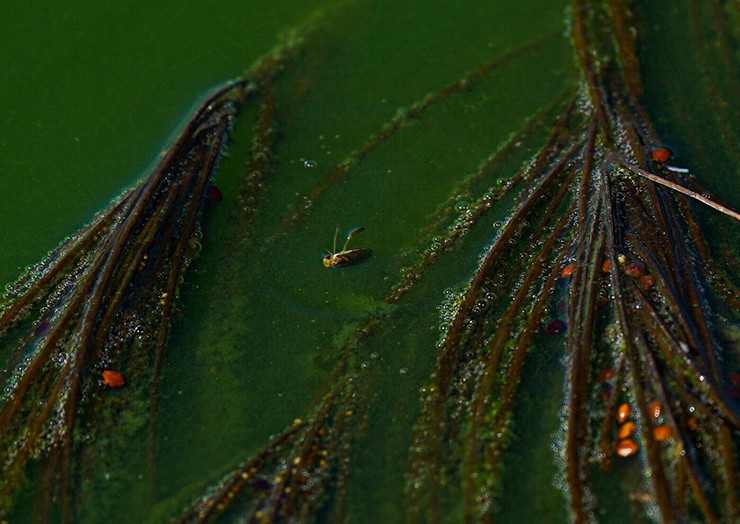 Trung loai ruoi nay duoc vi nhu do an danh cho cac vi than-Hinh-2