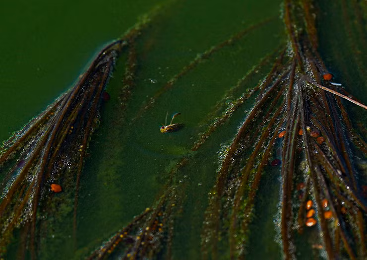 Trung loai ruoi nay duoc vi nhu do an danh cho cac vi than-Hinh-2