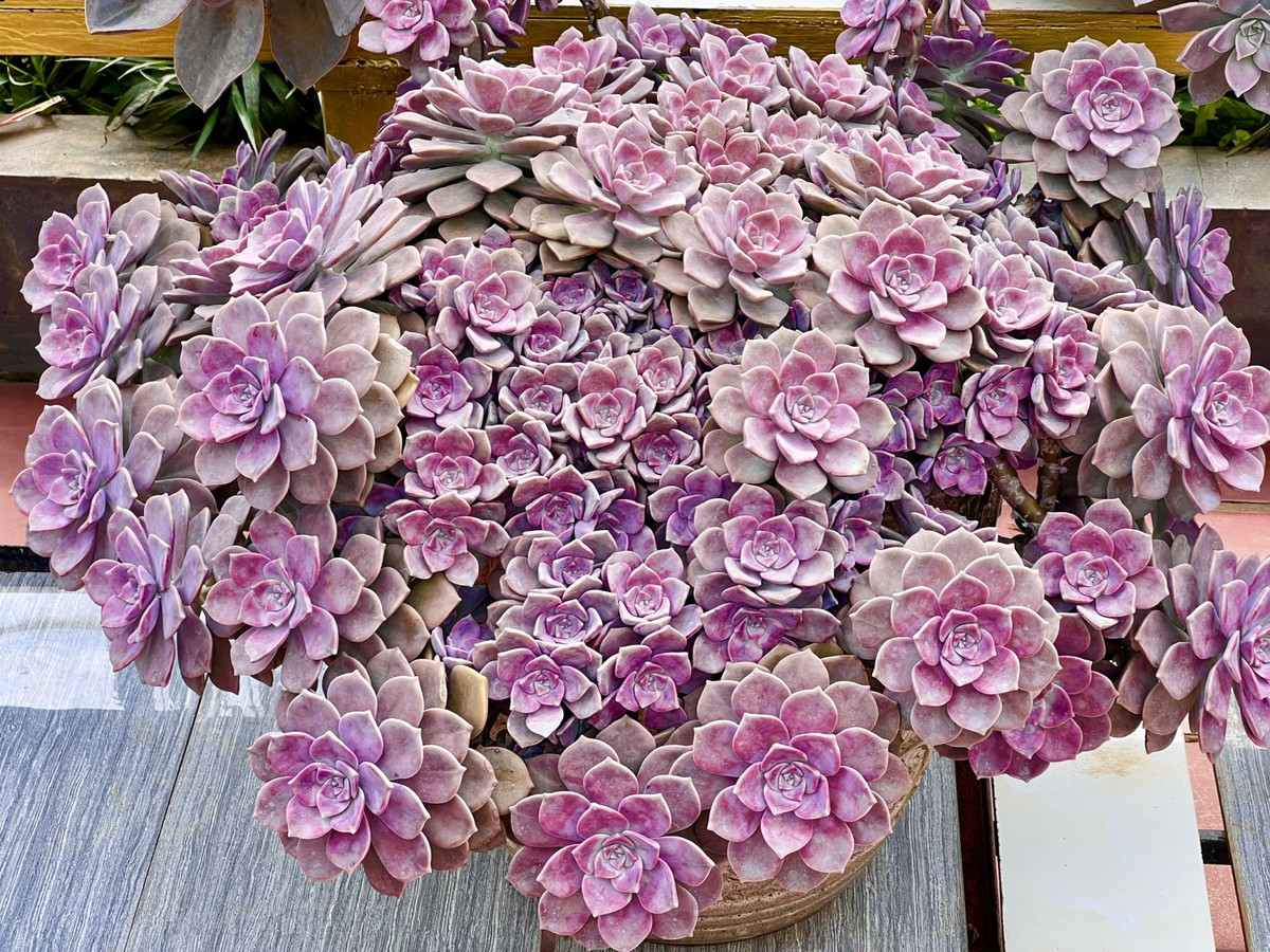 Thu choi khien co gai Son La 