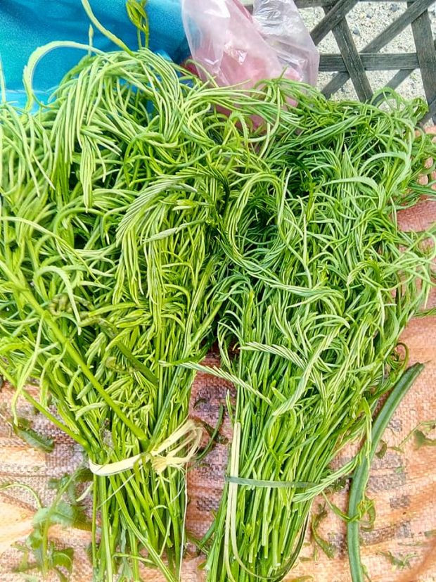 Loại rau dại Tây Bắc lại là vị thuốc thiên nhiên chữa bệnh Loai rau dai Tay Bac lai la vi thuoc thien nhien chua benh