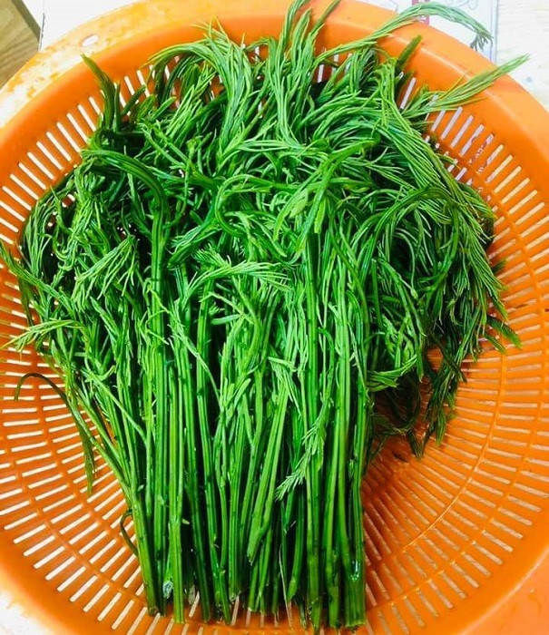 Loại rau dại Tây Bắc lại là vị thuốc thiên nhiên chữa bệnh - Hình 2 Loai rau dai Tay Bac lai la vi thuoc thien nhien chua benh-Hinh-2