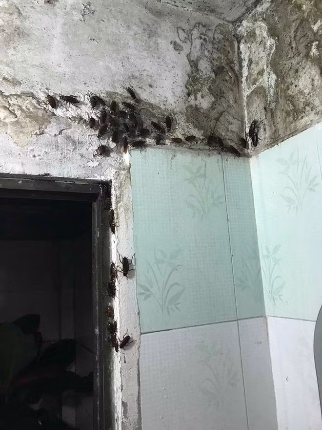 Căn nhà bị một sinh vật "xâm chiếm" sau cơn mưa - Hình 3 Can nha bi mot sinh vat