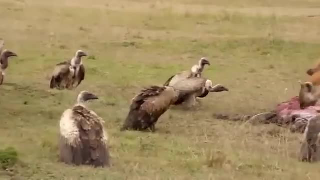 Bạn tình bị linh cẩu "làm nhục", sư tử đực lao đến cảnh cáo Ban tinh bi linh cau