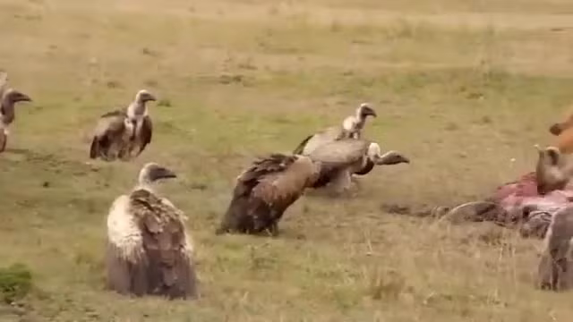 Ban tinh bi linh cau 