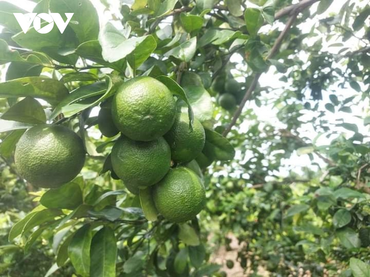 Giá chanh tăng gấp đôi, nhiều nhà vườn trúng đậm - Hình 2 Gia chanh tang gap doi, nhieu nha vuon trung dam-Hinh-2