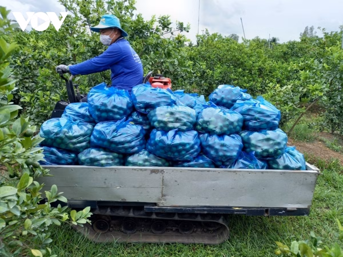 Gia chanh tang gap doi, nhieu nha vuon trung dam-Hinh-3