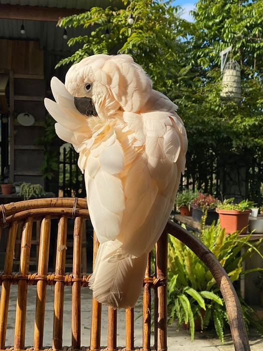 Những chú vẹt có giá nghìn đô: Biết nói tiếng người, hát hay, nhảy múa ảnh 4 Những chú vẹt có giá nghìn đô: Biết nói tiếng người, hát hay, nhảy múa ảnh 4