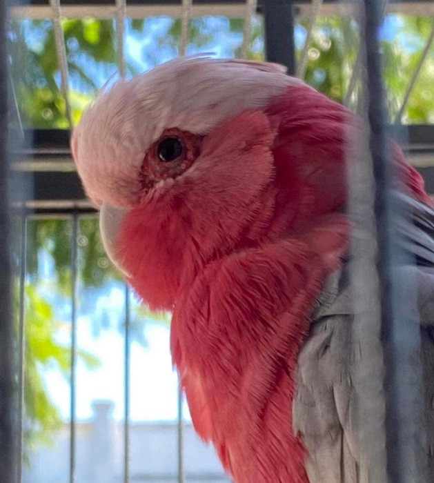 Những chú vẹt có giá nghìn đô: Biết nói tiếng người, hát hay, nhảy múa ảnh 9 Những chú vẹt có giá nghìn đô: Biết nói tiếng người, hát hay, nhảy múa ảnh 9