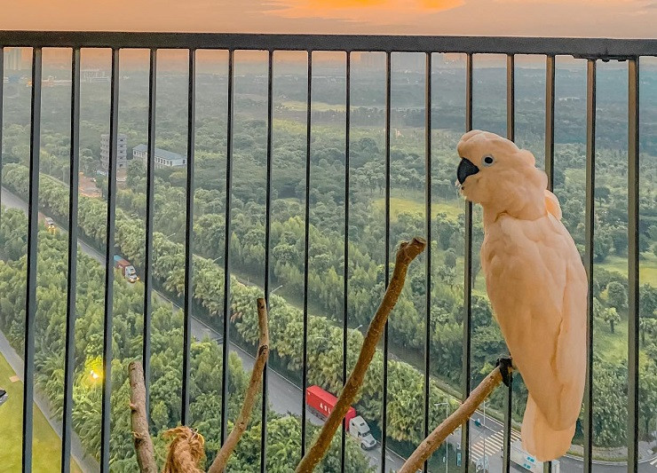 Những chú vẹt có giá nghìn đô: Biết nói tiếng người, hát hay, nhảy múa ảnh 5 Những chú vẹt có giá nghìn đô: Biết nói tiếng người, hát hay, nhảy múa ảnh 5