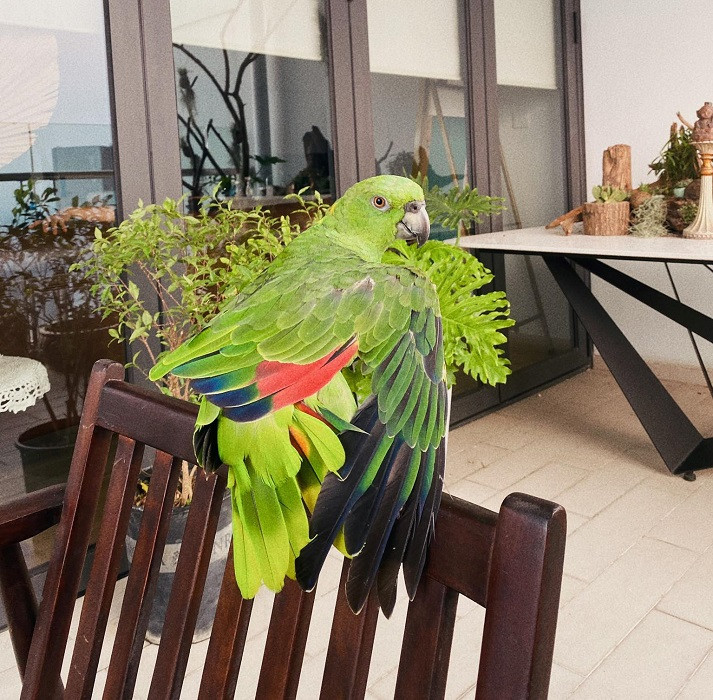 Những chú vẹt có giá nghìn đô: Biết nói tiếng người, hát hay, nhảy múa ảnh 10 Những chú vẹt có giá nghìn đô: Biết nói tiếng người, hát hay, nhảy múa ảnh 10