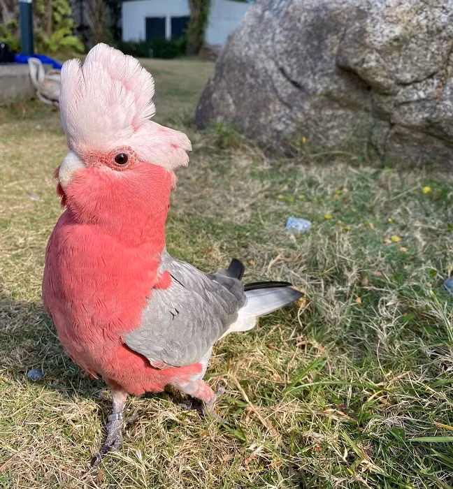 Những chú vẹt có giá nghìn đô: Biết nói tiếng người, hát hay, nhảy múa ảnh 8