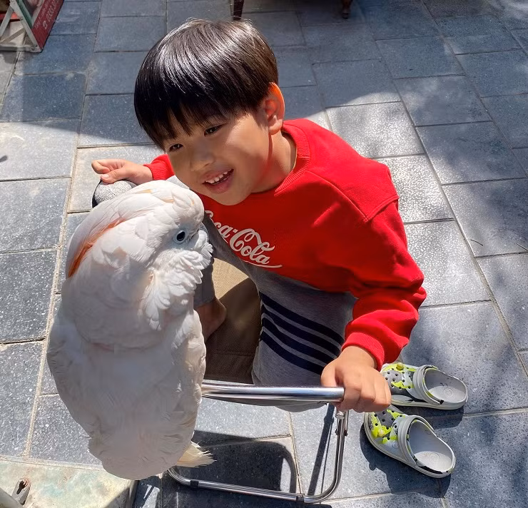 Những chú vẹt có giá nghìn đô: Biết nói tiếng người, hát hay, nhảy múa ảnh 6