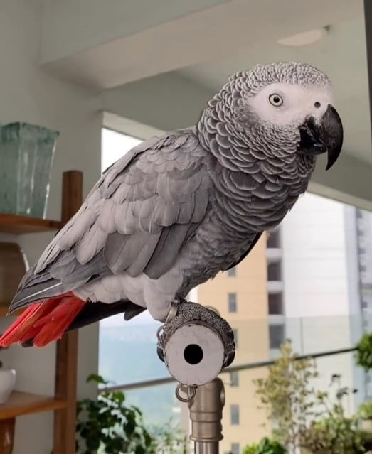 Những chú vẹt có giá nghìn đô: Biết nói tiếng người, hát hay, nhảy múa ảnh 1 Những chú vẹt có giá nghìn đô: Biết nói tiếng người, hát hay, nhảy múa ảnh 1