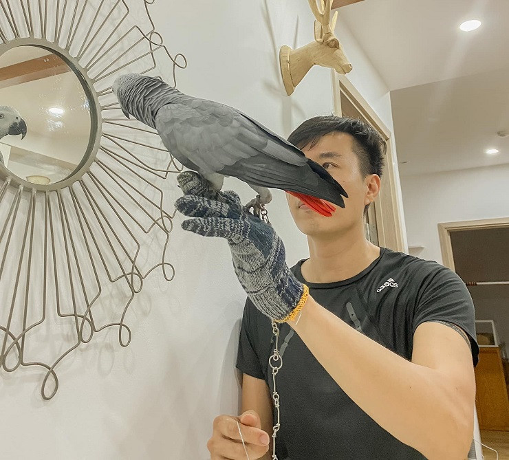 Những chú vẹt có giá nghìn đô: Biết nói tiếng người, hát hay, nhảy múa ảnh 3 Những chú vẹt có giá nghìn đô: Biết nói tiếng người, hát hay, nhảy múa ảnh 3