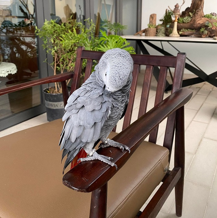 Những chú vẹt có giá nghìn đô: Biết nói tiếng người, hát hay, nhảy múa ảnh 2 Những chú vẹt có giá nghìn đô: Biết nói tiếng người, hát hay, nhảy múa ảnh 2