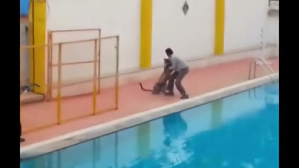 Bị báo vồ, người đàn ông dùng tay không chống trả và cái kết Bi bao vo, nguoi dan ong dung tay khong chong tra va cai ket