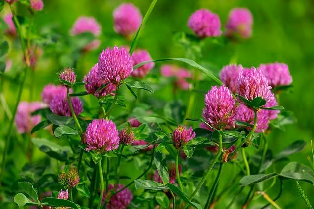 Nguoi sinh ngay Am lich nay dich thi con cung Than Tai, lam gi cung phat-Hinh-3