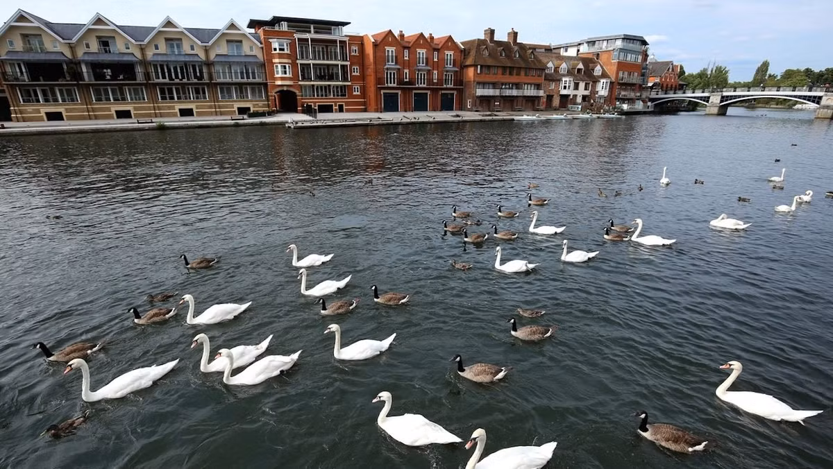 Mặc định, nhà vua hoặc nữ hoàng sở hữu những con thiên nga trên lãnh thổ, và điều này đến nay vẫn còn hiệu lực: Bất cứ con thiên nga không đánh dấu nào bơi trên mặt nước của Anh đều thuộc về nữ hoàng Anh. Ảnh: Mental Floss.