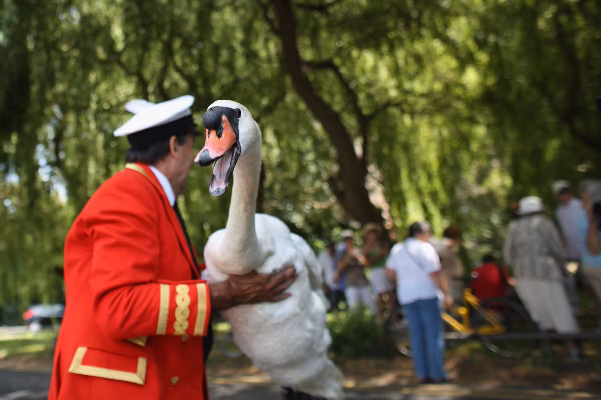 Ngày nay, nữ hoàng Anh vẫn sở hữu mọi con thiên nga lông trắng trên mặt nước mở của quốc gia này. Hàng năm, vào mùa hè, một nhóm người chăm sóc thiên nga sẽ thực hiện nghi lễ, trong đó có phần vinh danh nữ hoàng, kiểm đếm số lượng cá thể. Ảnh: The Independent.