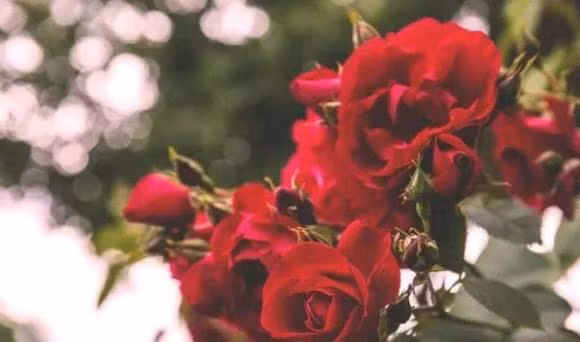 Phu nu sinh vao ngay nay, cang lon tuoi ho cang quyen ru-Hinh-2