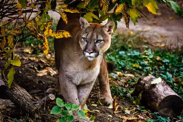 Nhung su that dang kinh ngac ve loai bao Puma-Hinh-2