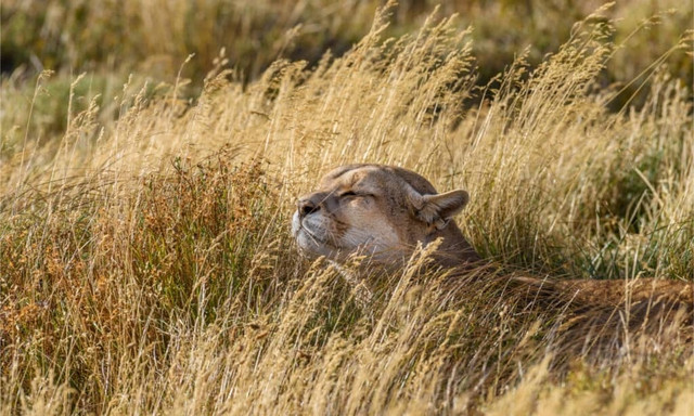 Nhung su that dang kinh ngac ve loai bao Puma-Hinh-5