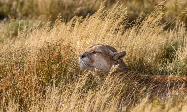 Nhung su that dang kinh ngac ve loai bao Puma-Hinh-5